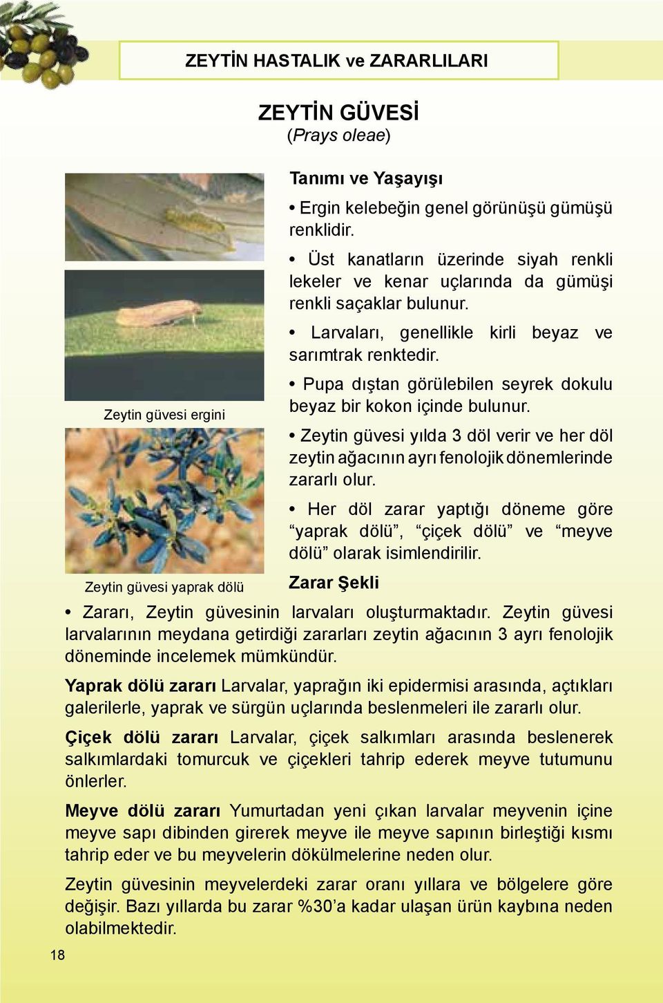 Zeytin güvesi ergini Zeytin güvesi yılda 3 döl verir ve her döl zeytin ağacının ayrı fenolojik dönemlerinde zararlı olur.