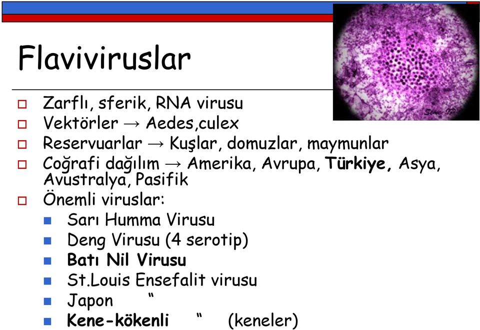 Avustralya, Pasifik Önemli viruslar: Sarı Humma Virusu Deng Virusu (4