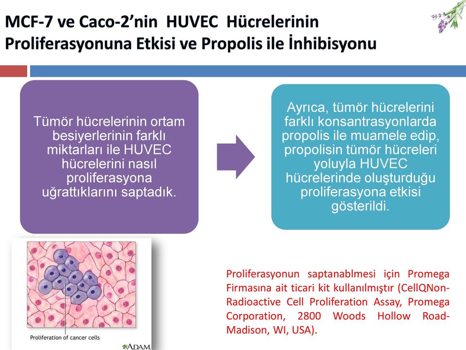 hücrelerinde oluşturduğu proliferasyona etkisi gösterildi.