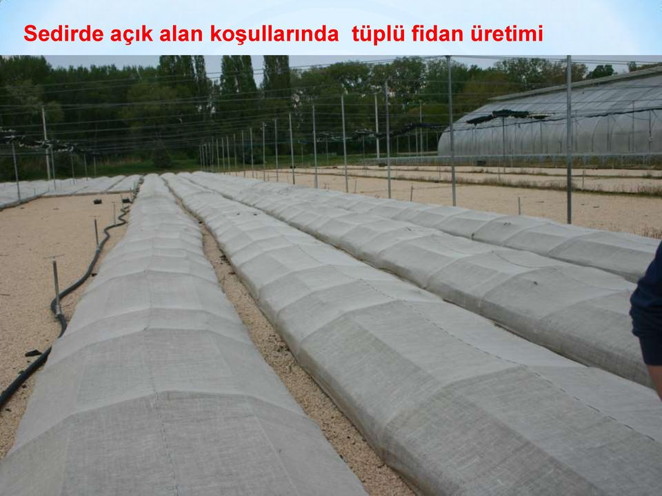 koşullarında