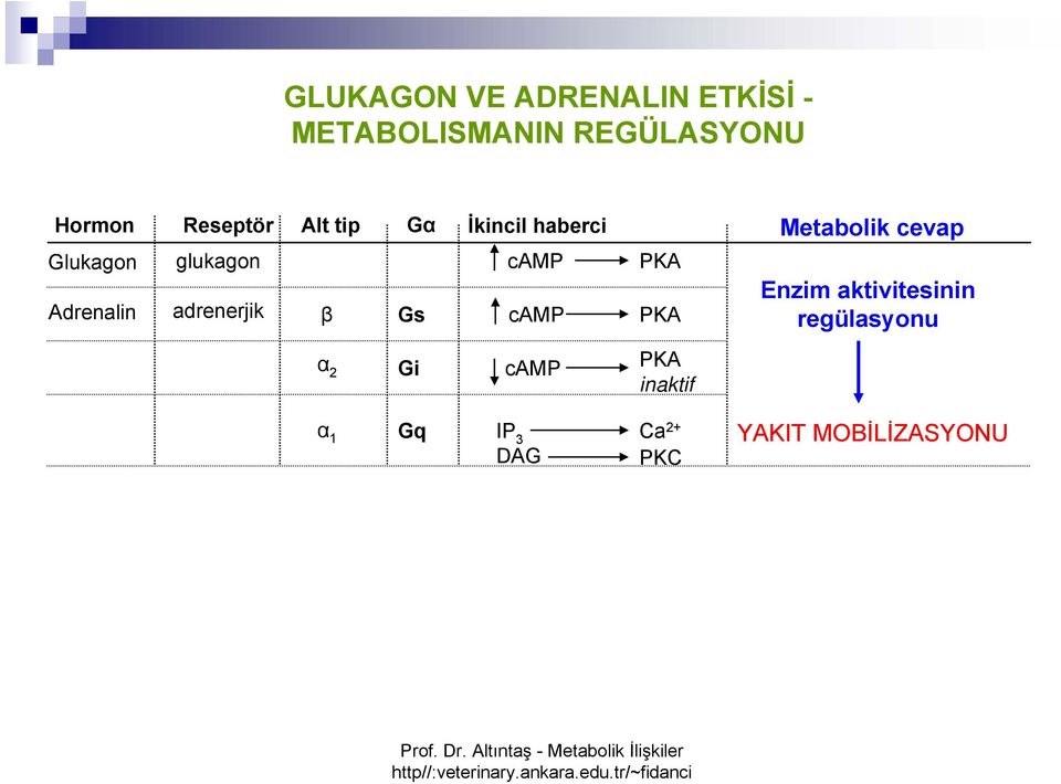adrenerjik β α 2 Gs Gi camp camp PKA PKA PKA inaktif Metabolik cevap