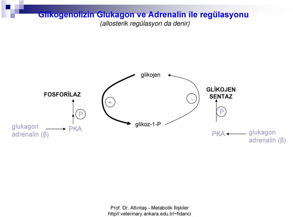 glikojen FOSFORİLAZ P + - GLİKOJEN SENTAZ P