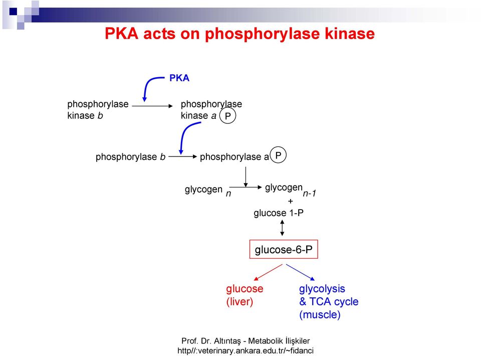 phosphorylase a P glycogen n glycogen n-1 + glucose