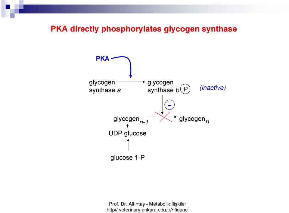 glycogen synthase b - glycogen n-1 +