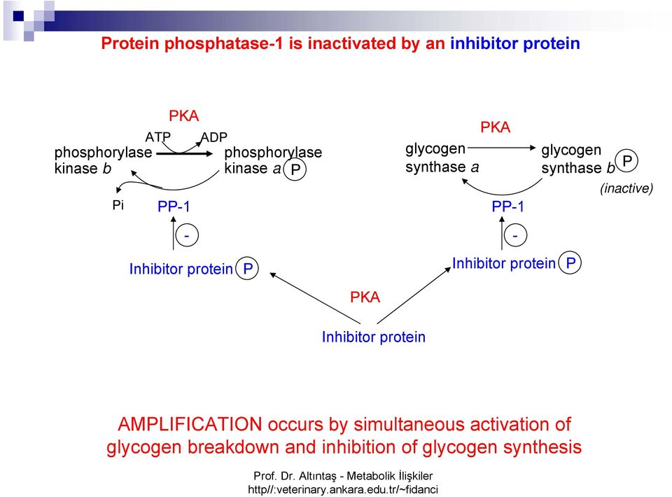(inactive) - Inhibitor protein P - Inhibitor protein P PKA Inhibitor protein AMPLIFICATION