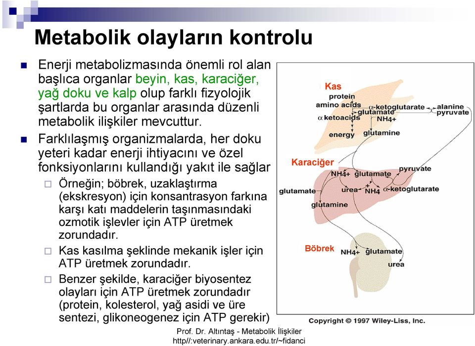 Farklılaşmış organizmalarda, her doku yeteri kadar enerji ihtiyacını ve özel fonksiyonlarını kullandığı yakıt ile sağlar Örneğin; böbrek, uzaklaştırma (ekskresyon) için konsantrasyon