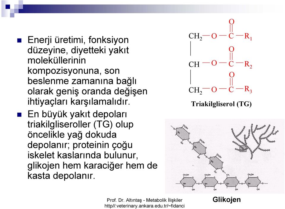 En büyük yakıt depoları triakilgliseroller (TG) olup öncelikle yağ dokuda depolanır; proteinin çoğu