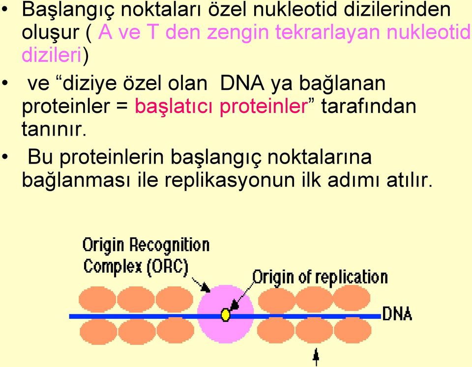 bağlanan proteinler = başlatıcı proteinler tarafından tanınır.