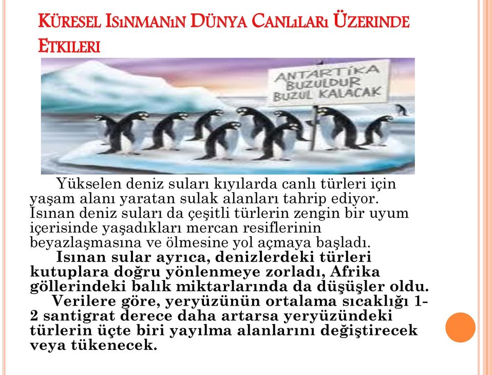 Isınan deniz suları da çeşitli türlerin zengin bir uyum içerisinde yaşadıkları mercan resiflerinin beyazlaşmasına ve ölmesine yol açmaya başladı.