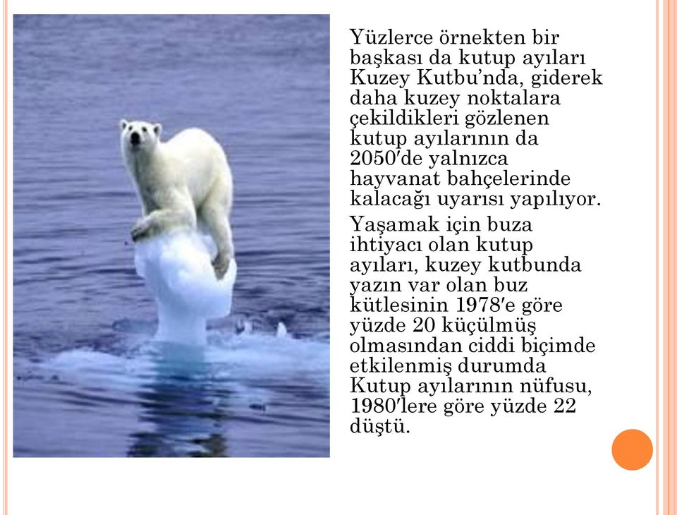 Yaşamak için buza ihtiyacı olan kutup ayıları, kuzey kutbunda yazın var olan buz kütlesinin 1978 e göre
