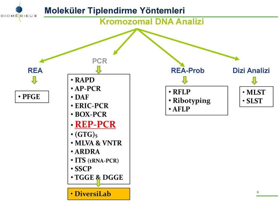 BOX-PCR RFLP Ribotyping AFLP Dizi Analizi MLST SLST REP