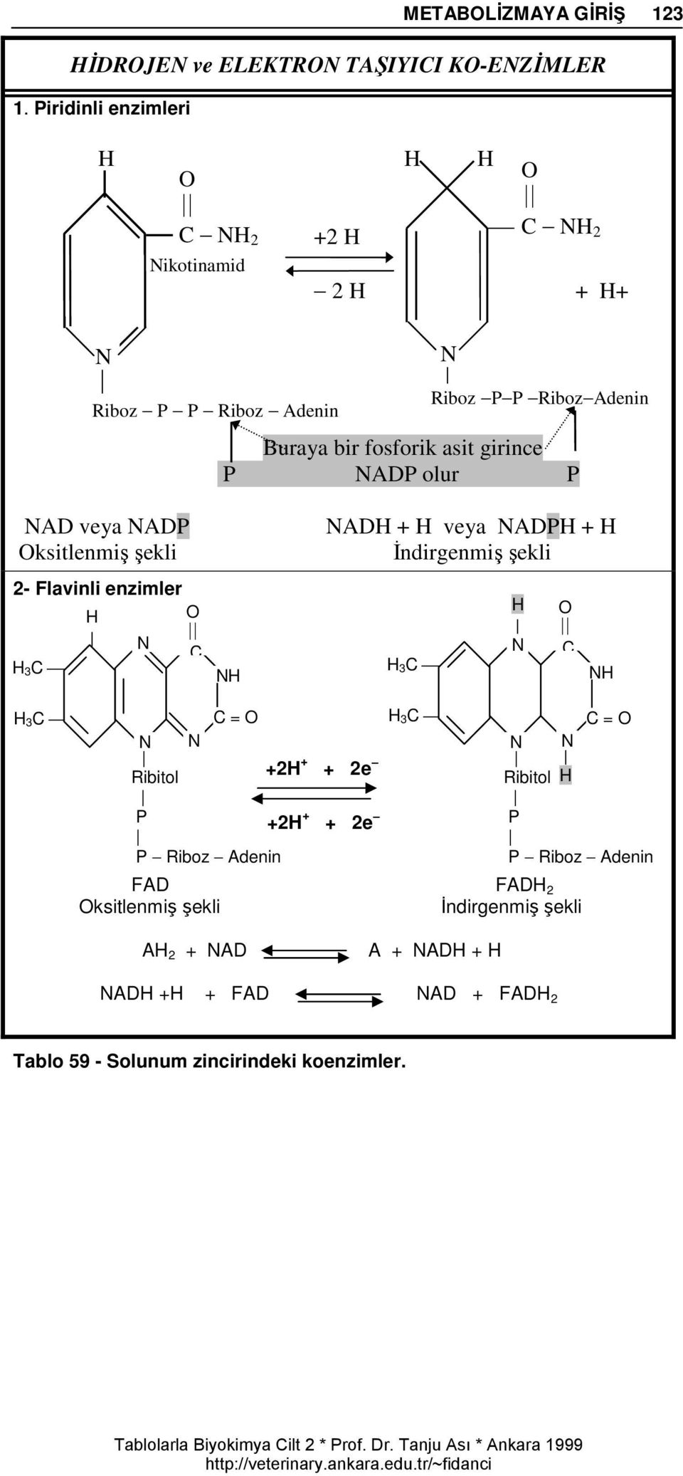 girince P NADP olur P NAD veya NADP Oksitlenmiş şekli 2- Flavinli enzimler H 3C H N O C NH NADH + H veya NADPH + H İndirgenmiş şekli H 3C H N O C NH H