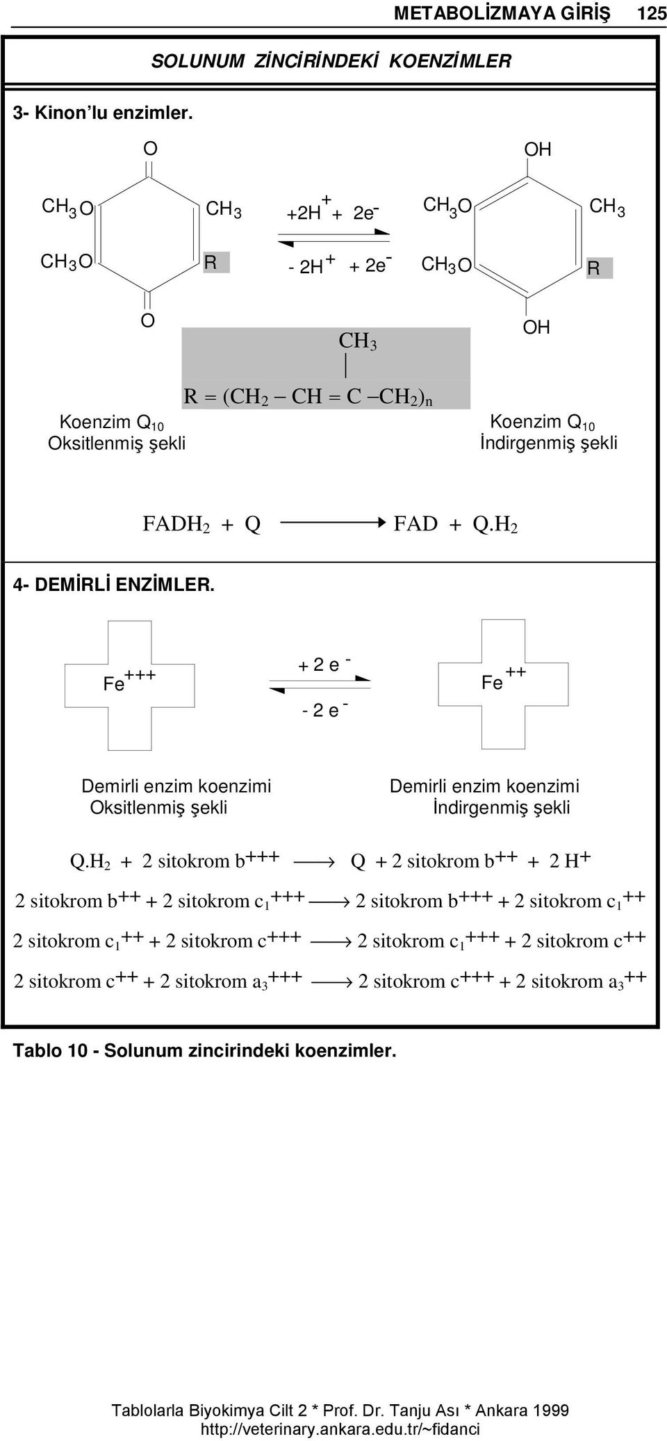 FAD + Q.H 2 4- DEMİRLİ ENZİMLER. +++ Fe + 2 e - ++ Fe - 2 e - Demirli enzim koenzimi Oksitlenmiş şekli Demirli enzim koenzimi İndirgenmiş şekli Q.