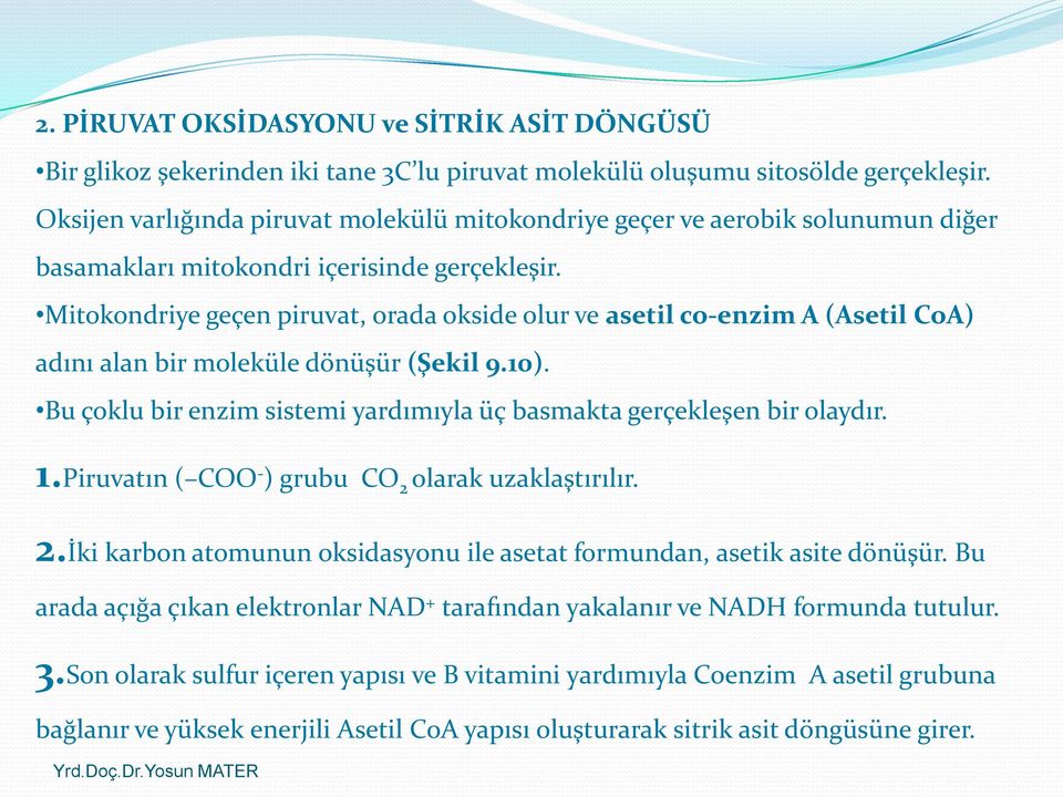 Mitokondriye geçen piruvat, orada okside olur ve asetil co-enzim A (Asetil CoA) adını alan bir moleküle dönüşür (Şekil 9.10). Bu çoklu bir enzim sistemi yardımıyla üç basmakta gerçekleşen bir olaydır.