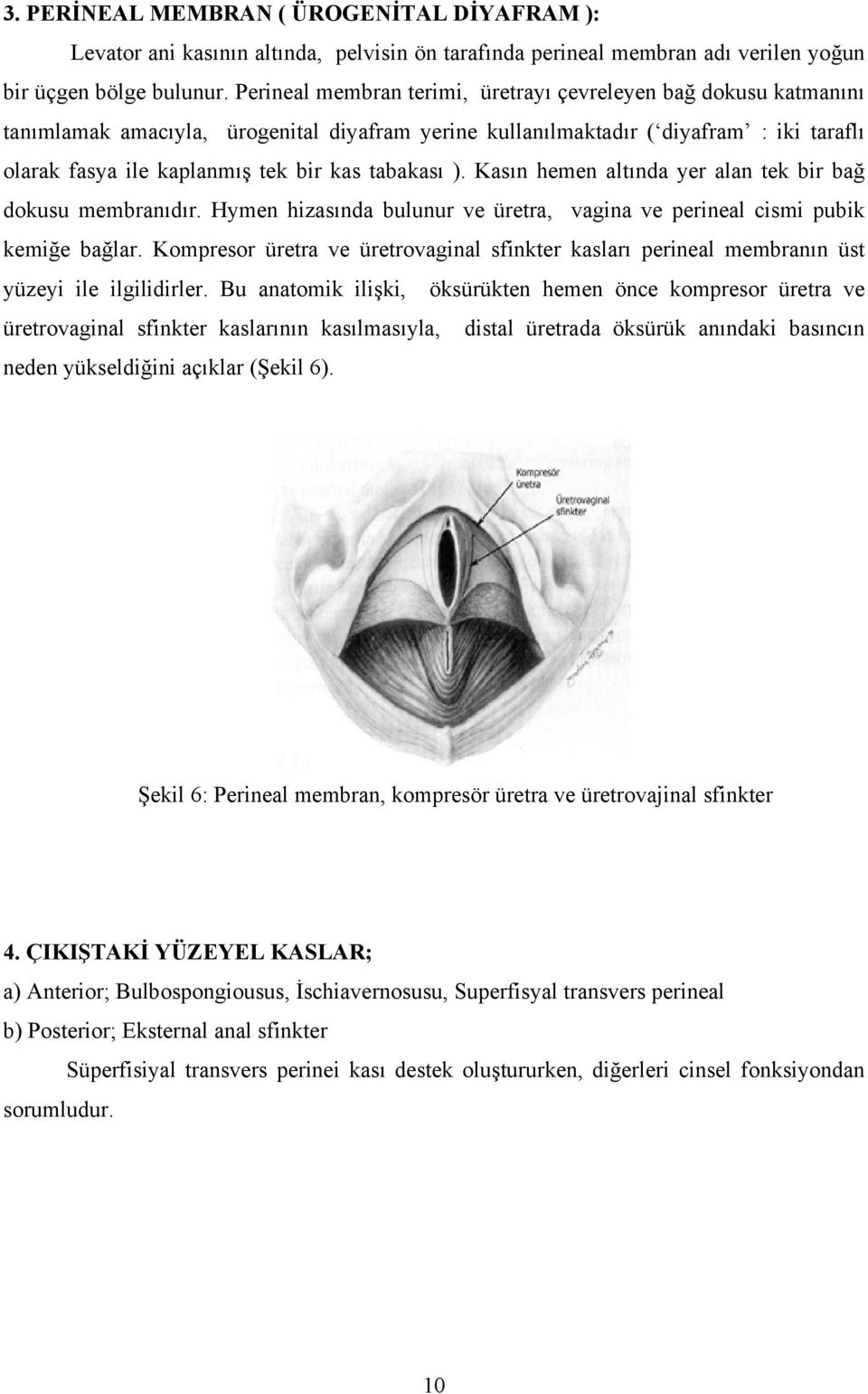 tabakası ). Kasın hemen altında yer alan tek bir bağ dokusu membranıdır. Hymen hizasında bulunur ve üretra, vagina ve perineal cismi pubik kemiğe bağlar.