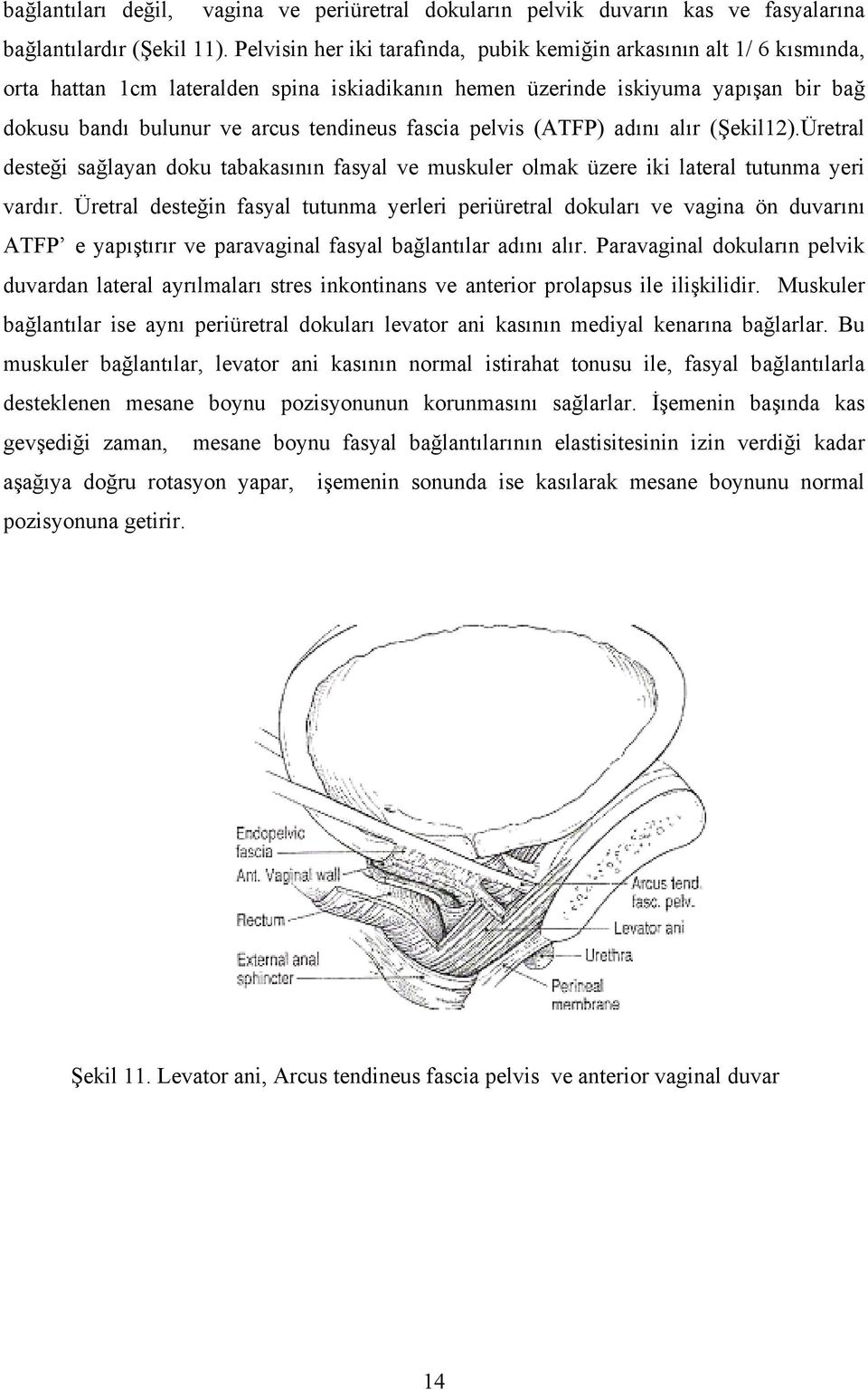 fascia pelvis (ATFP) adını alır (Şekil12).Üretral desteği sağlayan doku tabakasının fasyal ve muskuler olmak üzere iki lateral tutunma yeri vardır.