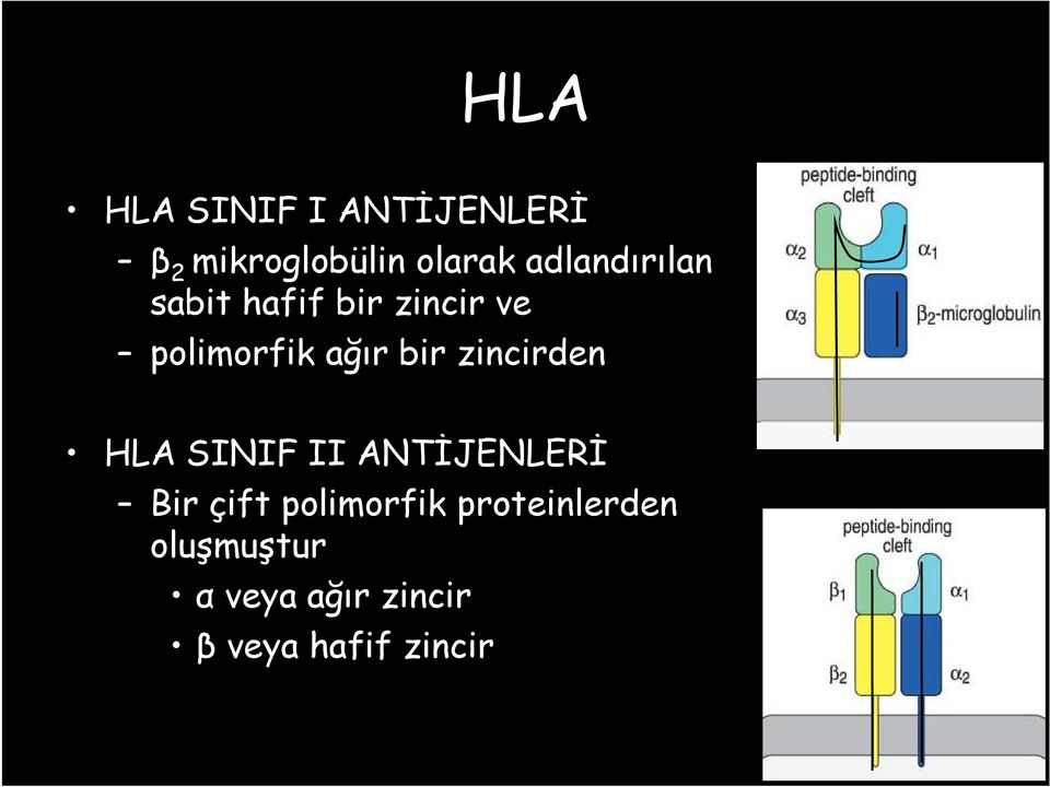 bir zincirden HLA SINIF II ANTİJENLERİ Bir çift