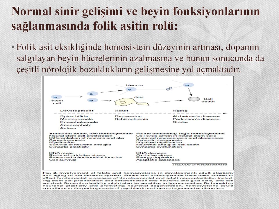 artması, dopamin salgılayan beyin hücrelerinin azalmasına ve bunun