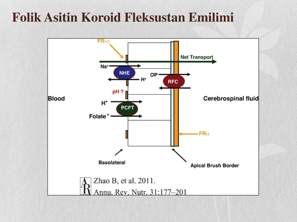 Koroid