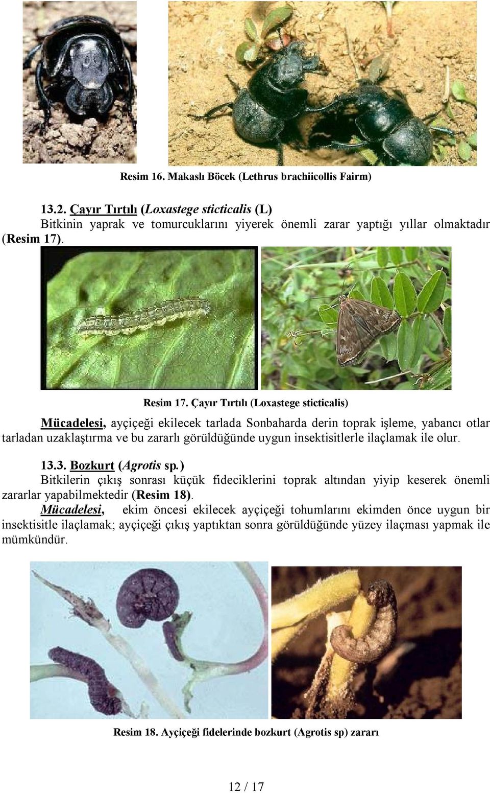 Çayır Tırtılı (Loxastege sticticalis) Mücadelesi, ayçiçeği ekilecek tarlada Sonbaharda derin toprak işleme, yabancı otlar tarladan uzaklaştırma ve bu zararlı görüldüğünde uygun insektisitlerle