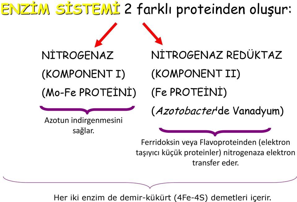 NİTROGENAZ REDÜKTAZ (KOMPONENT II) (Fe PROTEİNİ) (Azotobacter de Vanadyum) Ferridoksin