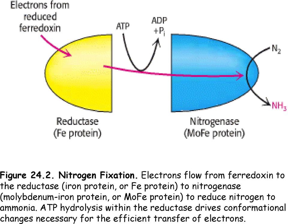to nitrogenase (molybdenum-iron protein, or MoFe protein) to reduce nitrogen