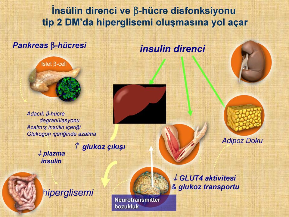 Azalmış insülin içeriği Glukogon içeriğinde azalma plazma insulin glukoz çıkışı