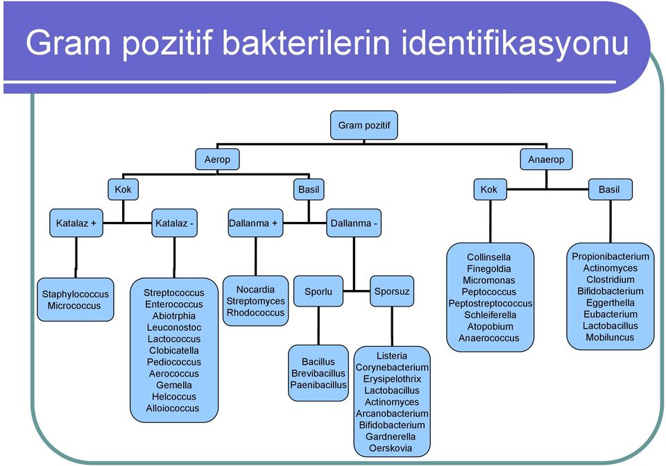 Brevibacillus Paenibacillus Sporsuz Listeria Corynebacterium Erysipelothrix Lactobacillus Actinomyces Arcanobacterium Bifidobacterium Gardnerella Oerskovia Collinsella