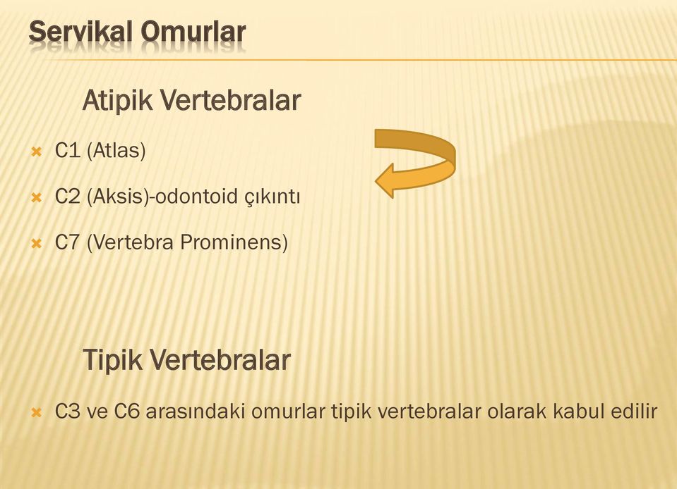 (Vertebra Prominens) Tipik Vertebralar Ò C3 ve