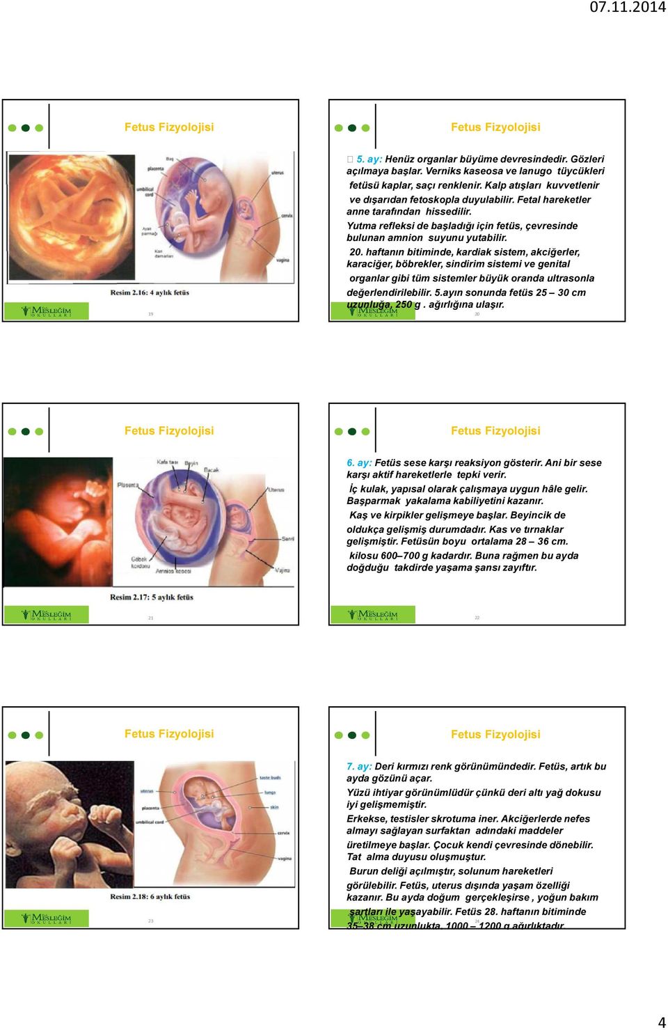 haftanın bitiminde, kardiak sistem, akciğerler, karaciğer, böbrekler, sindirim sistemi ve genital organlar gibi tüm sistemler büyük oranda ultrasonla değerlendirilebilir. 5.