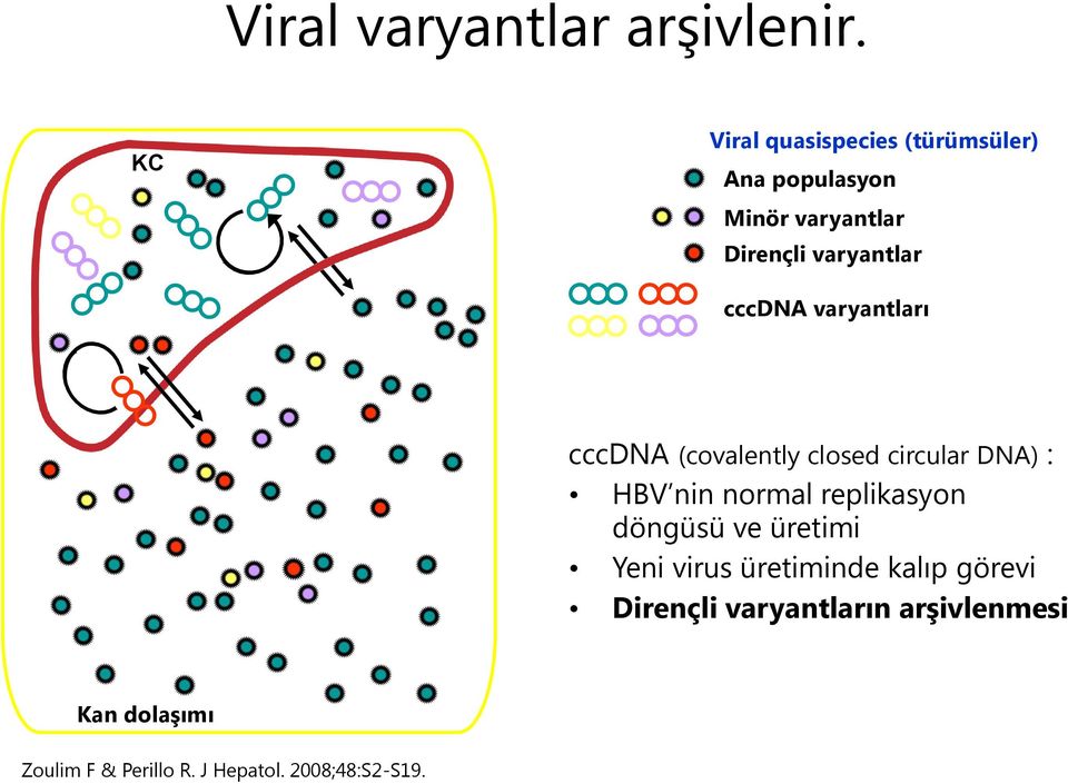 cccdna varyantları cccdna (covalently closed circular DNA) : HBV nin normal replikasyon