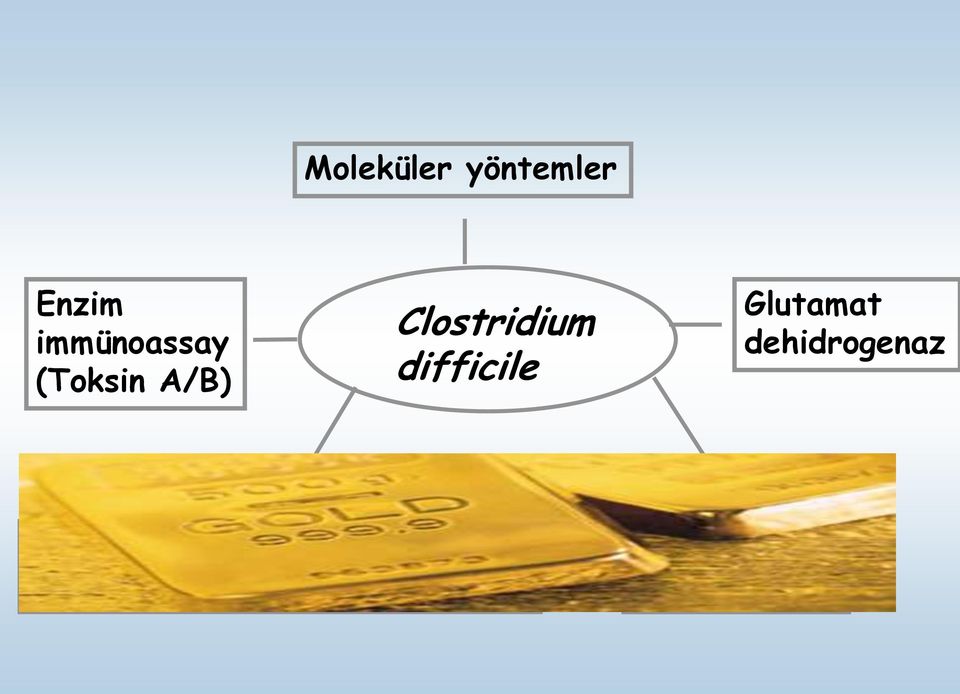 Glutamat dehidrogenaz Toksijenik kültür