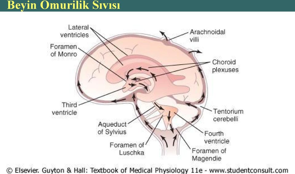 Sıvısı