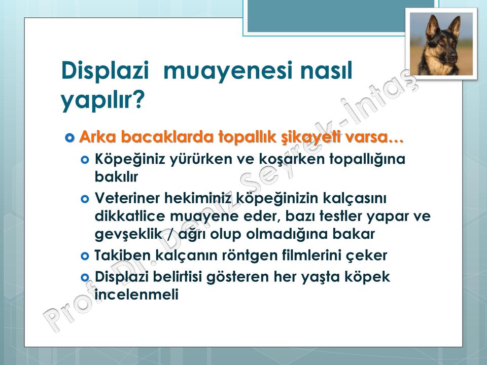 bakılır Veteriner hekiminiz köpeğinizin kalçasını dikkatlice muayene eder, bazı testler