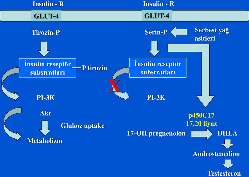 reseptör substratları PI-3K Akt Glukoz uptake Metabolizm X PI-3K