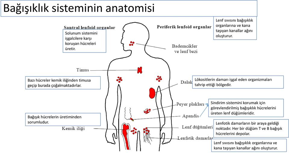 Lökositlerin damarı işgal eden organizmaları tahrip ettiği bölgedir. Bağışık hücrelerin üretiminden sorumludur.