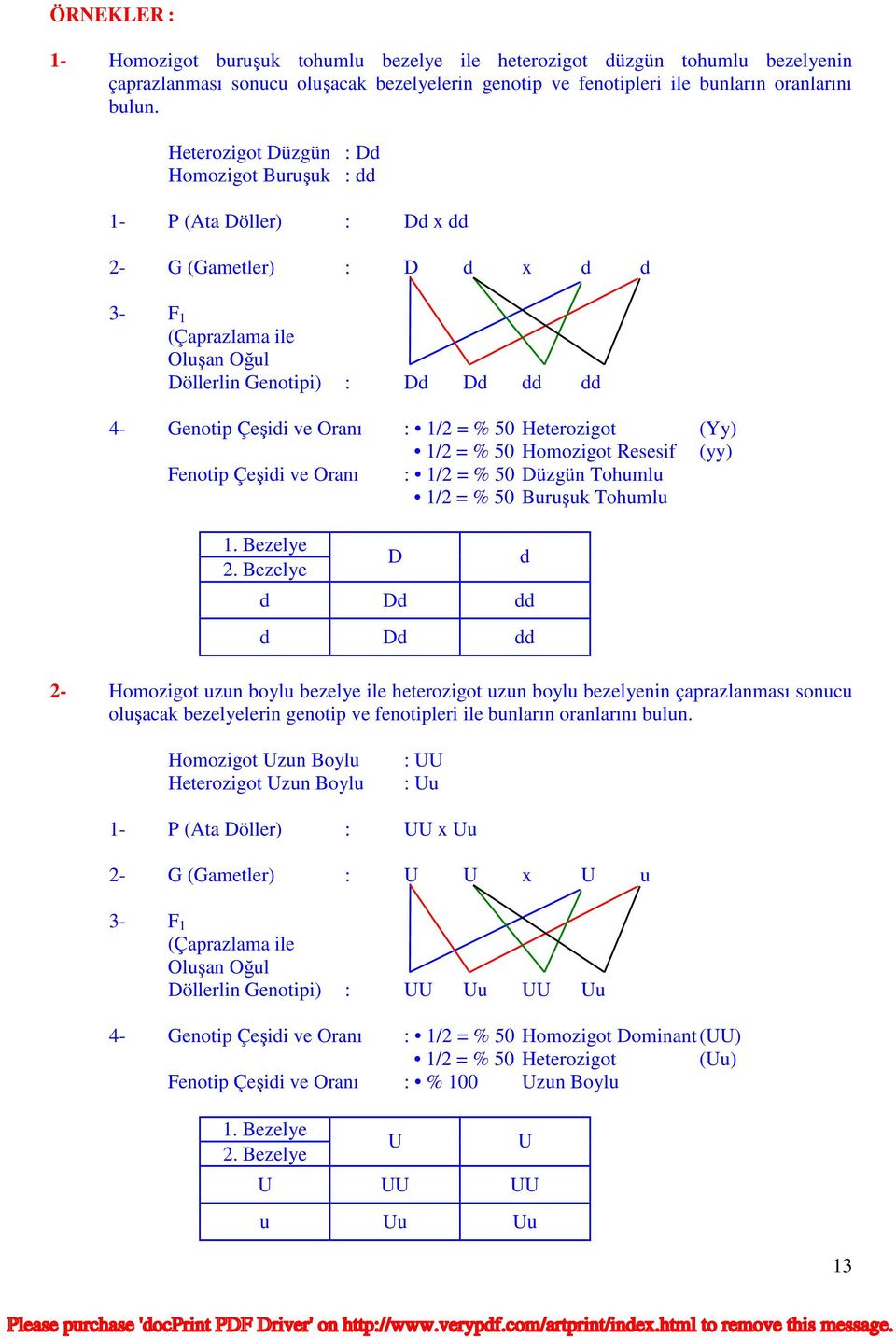 : 1/2 = % 50 Heterozigot (Yy) 1/2 = % 50 Homozigot Resesif (yy) Fenotip Çeşidi ve Oranı : 1/2 = % 50 Düzgün Tohumlu 1/2 = % 50 Buruşuk Tohumlu 1. Bezelye 2.