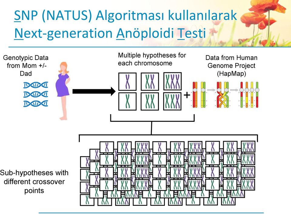 hypotheses for each chromosome + Data from Human Genome