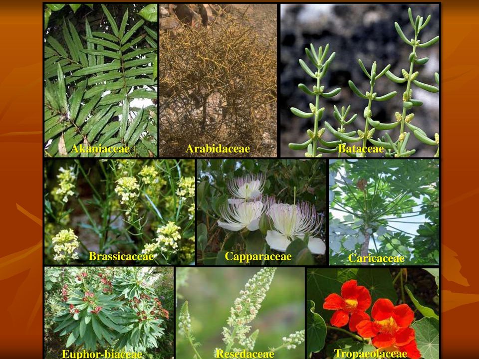 Arabidaceae Bataceae