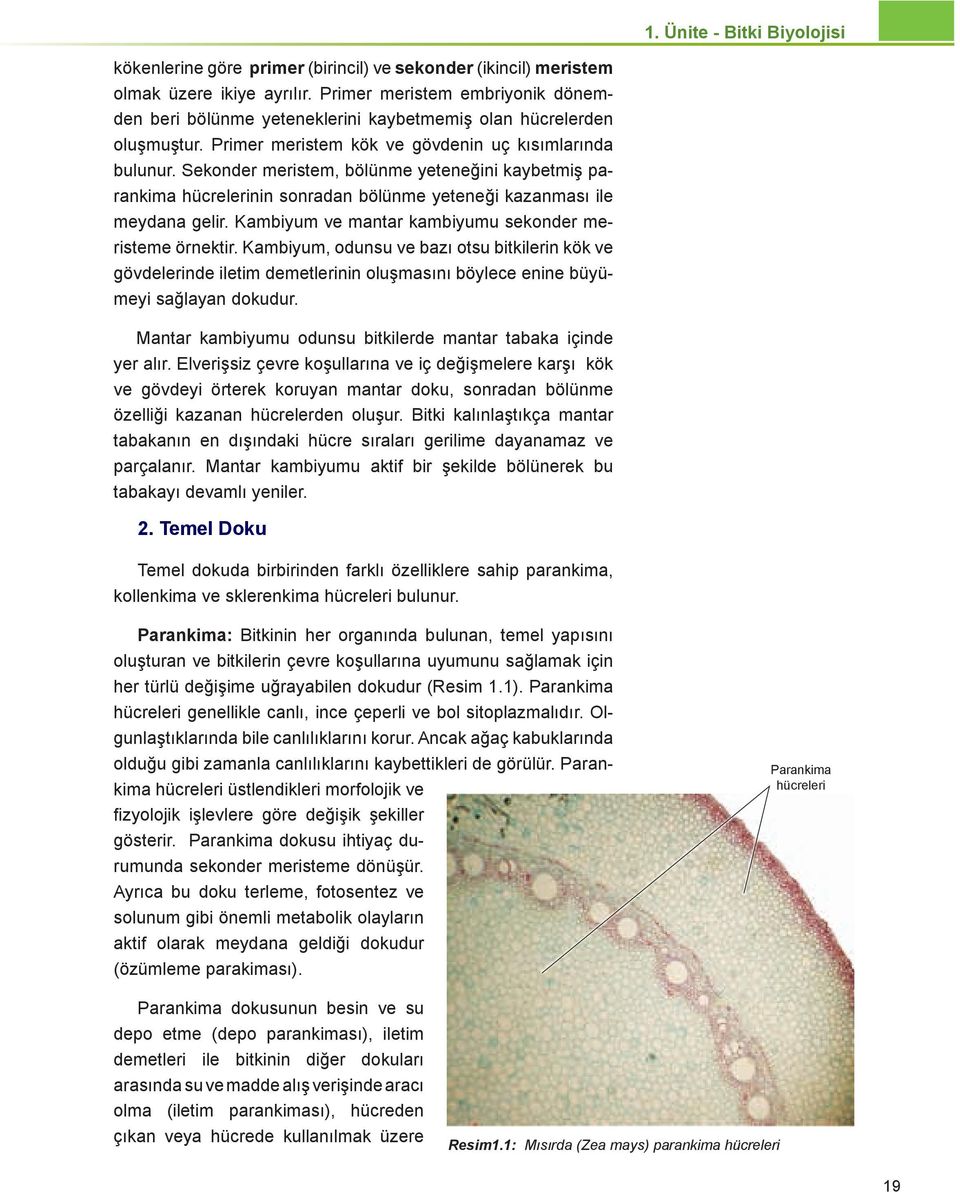 Sekonder meristem, bölünme yeteneğini kaybetmiş parankima hücrelerinin sonradan bölünme yeteneği kazanması ile meydana gelir. Kambiyum ve mantar kambiyumu sekonder meristeme örnektir.