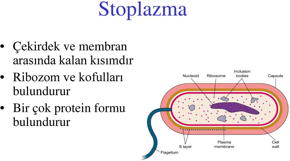 kofulları bulundurur Bir çok