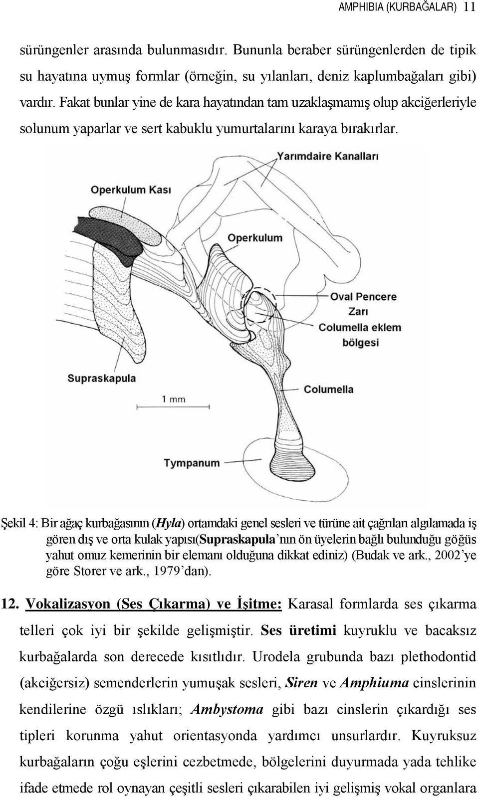Şekil 4: Bir ağaç kurbağasının (Hyla) ortamdaki genel sesleri ve türüne ait çağrıları algılamada iş gören dış ve orta kulak yapısı(supraskapula nın ön üyelerin bağlı bulunduğu göğüs yahut omuz