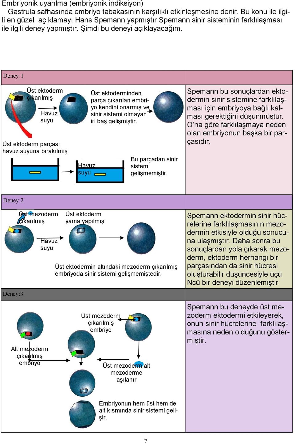 Deney:1 Üst ektoderm çıkarılmış Havuz suyu Üst ektoderm parçası havuz suyuna bırakılmış Havuz suyu Üst ektoderminden parça çıkarılan embriyo kendini onarmış ve sinir sistemi olmayan iri baş