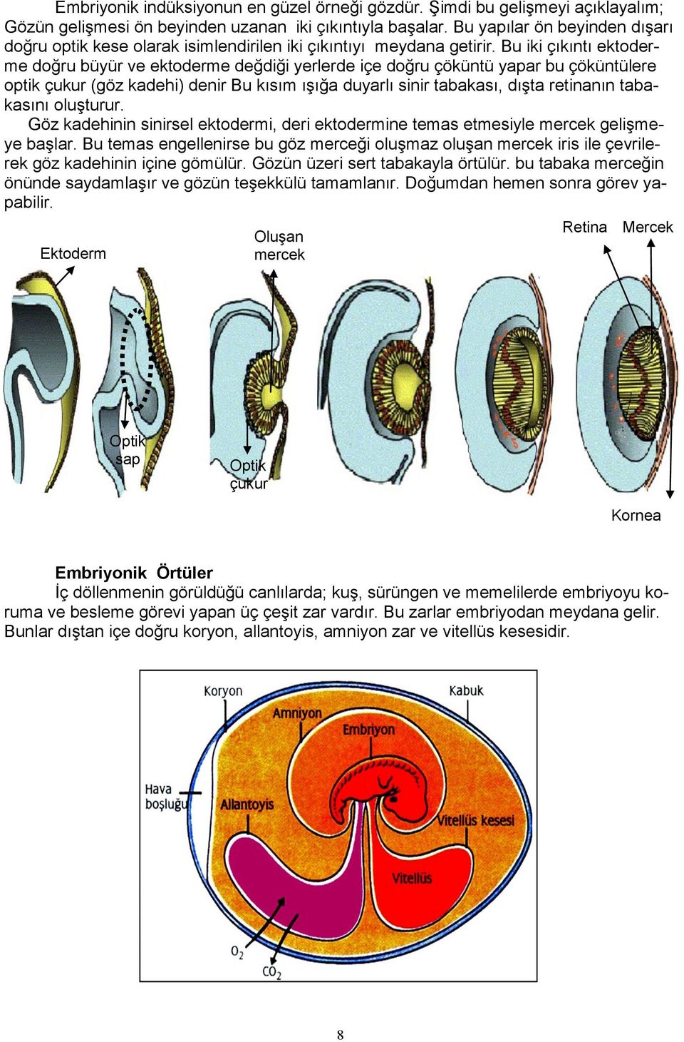 Bu iki çıkıntı ektoderme doğru büyür ve ektoderme değdiği yerlerde içe doğru çöküntü yapar bu çöküntülere optik çukur (göz kadehi) denir Bu kısım ışığa duyarlı sinir tabakası, dışta retinanın