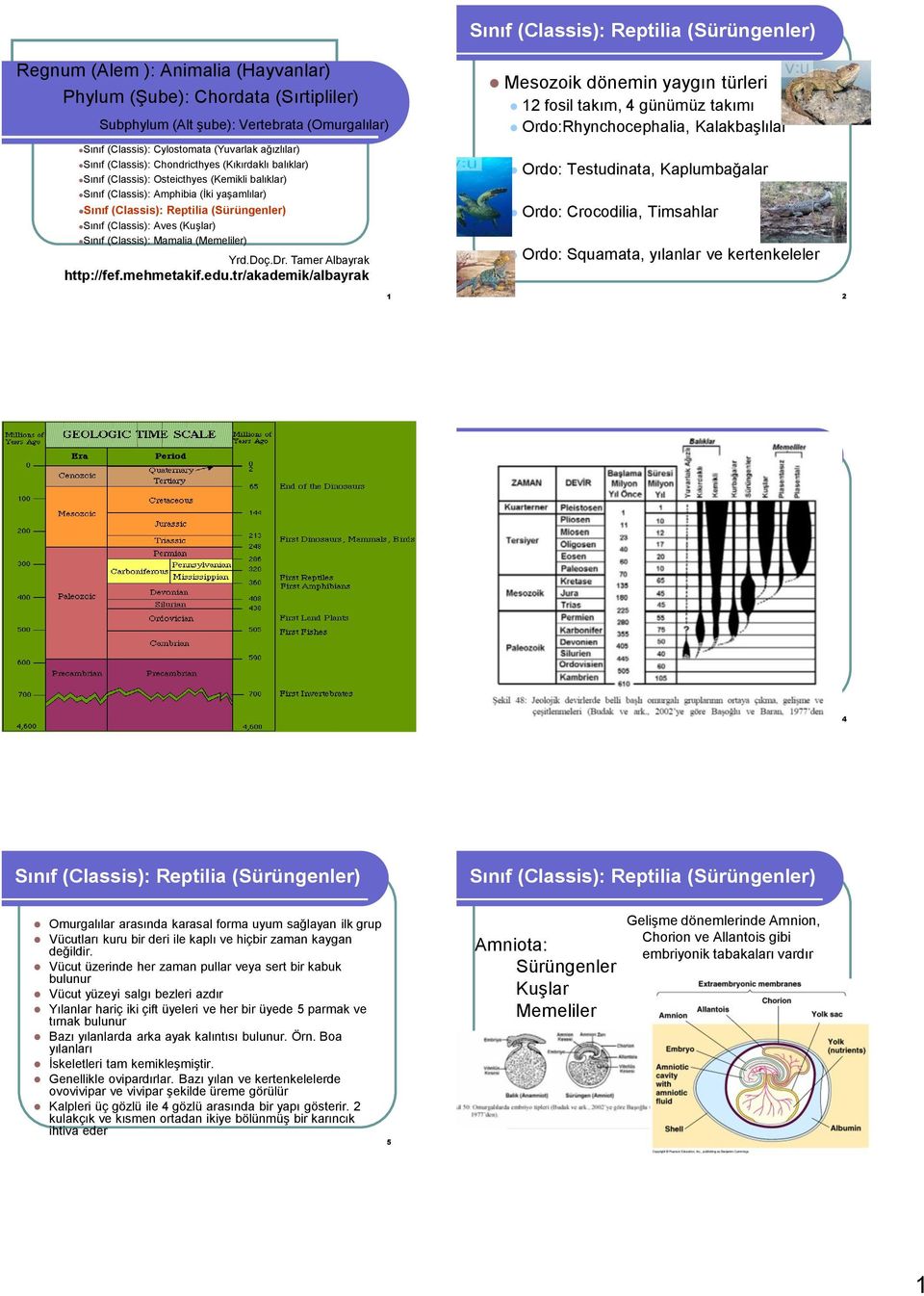 (Sürüngenler) Sınıf (Classis): Aves (Kuşlar) Sınıf (Classis): Mamalia (Memeliler) Yrd.Doç.Dr. Tamer Albayrak http://fef.mehmetakif.edu.