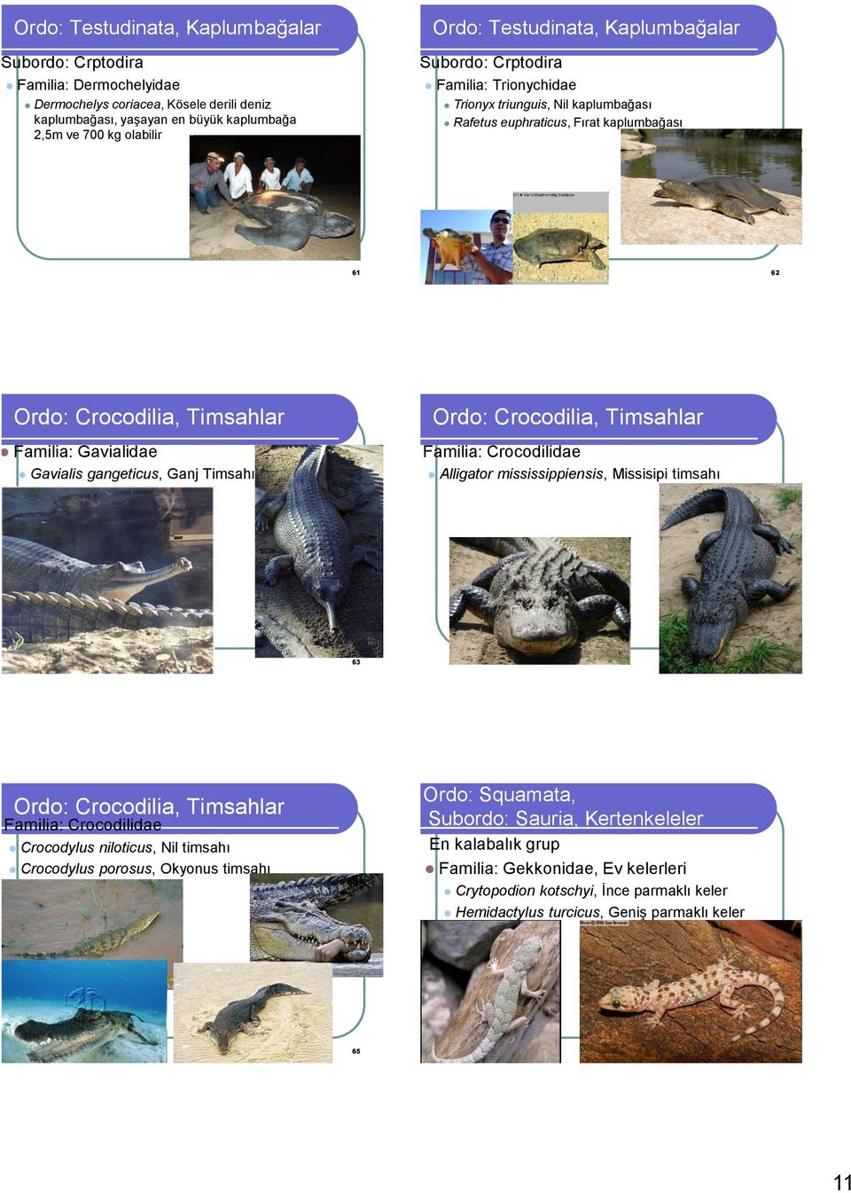 Ordo: Crocodilia, Timsahlar Familia: Crocodilidae Alligator mississippiensis, Missisipi timsahı 63 64 Ordo: Crocodilia, Timsahlar Familia: Crocodilidae Crocodylus niloticus, Nil