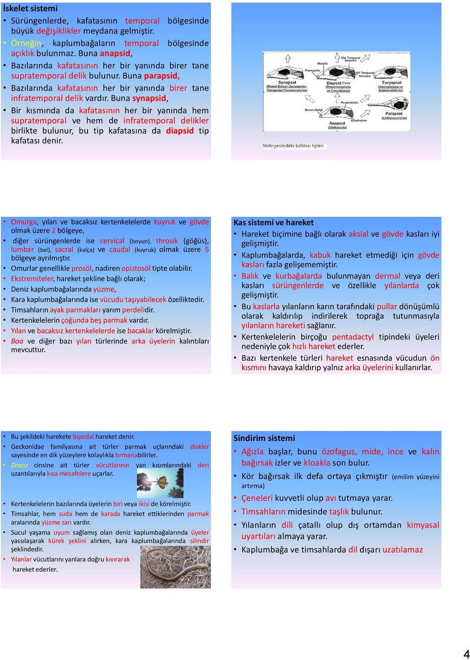 Buna synapsid, Bir kısmında da kafatasının her bir yanında hem supratemporal ve hem de infratemporal delikler birlikte bulunur, bu tip kafatasına da diapsid tip kafatası denir.