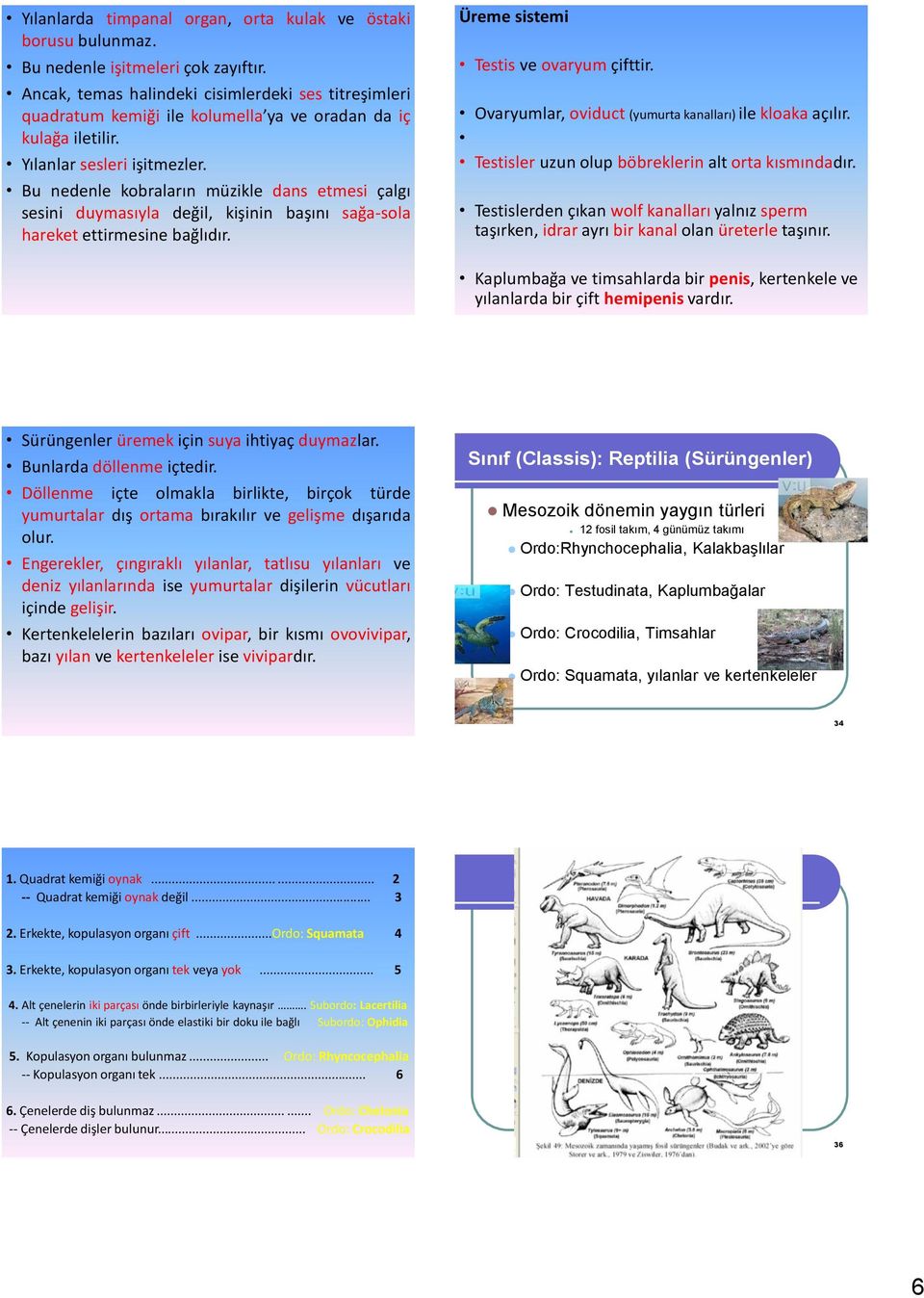 Bu nedenle kobraların müzikle dans etmesi çalgı sesini duymasıyla değil, kişinin başını sağa-sola hareket ettirmesine bağlıdır. Üreme sistemi Testis ve ovaryum çifttir.