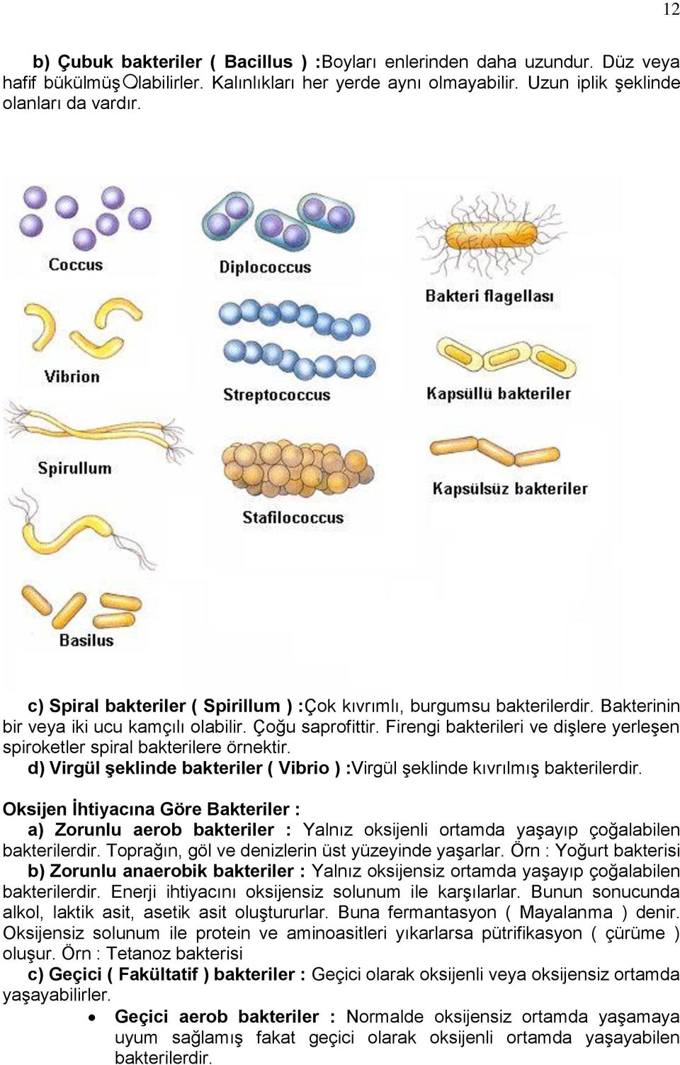 Firengi bakterileri ve dişlere yerleşen spiroketler spiral bakterilere örnektir. d) Virgül şeklinde bakteriler ( Vibrio ) :Virgül şeklinde kıvrılmış bakterilerdir.