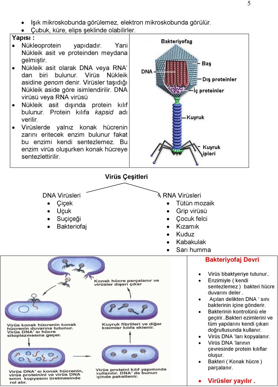 DNA virüsü veya RNA virüsü Nükleik asit dışında protein kılıf bulunur. Protein kılıfa kapsid adı verilir.